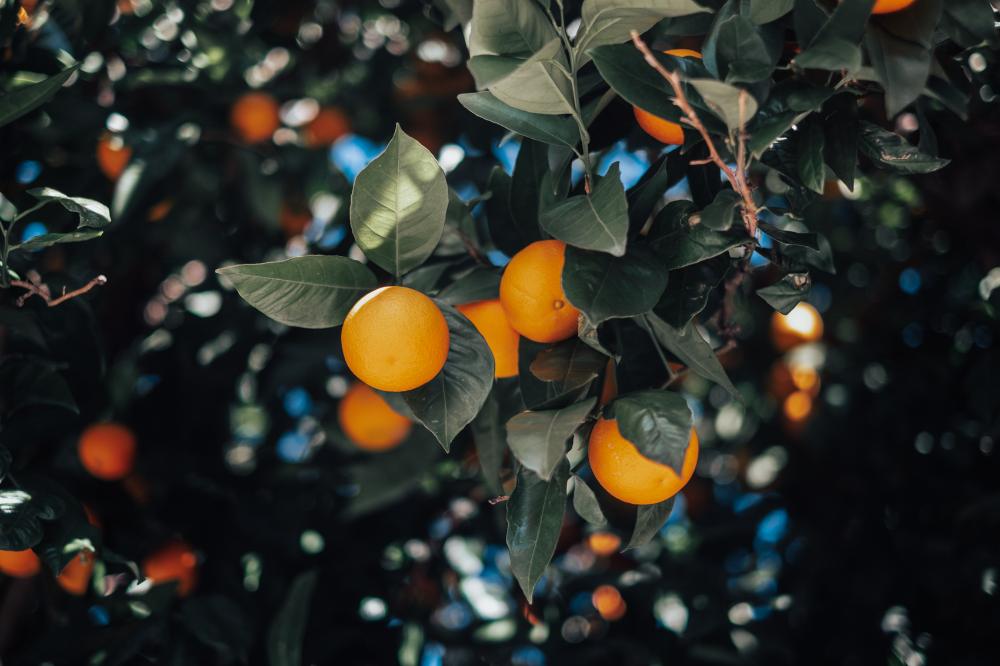 Raquel Pellicano Granado — Photography portfolio 7